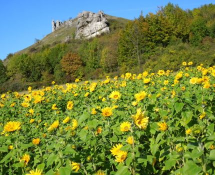 Blumenfeld und Berg (© Bernd Deschauer / pixelio.de)
