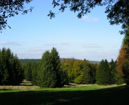 Lichtung im Thüringer Wald (© Marion Granel / pixelio.de)