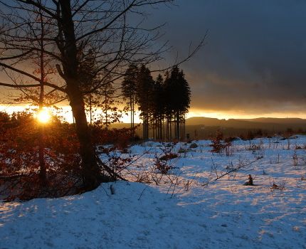 Dämmerung im Thüringer Wald (© Renate Tröße / pixelio.de)
