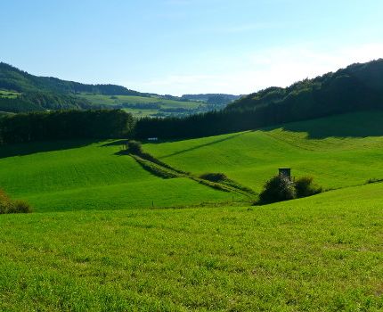 schöne grüne Eifelwiese (© Gabi Schoenemann / pixelio.de)