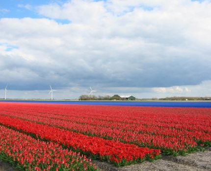Tulpenfeld in Groote Keeten (© Vanessa Uhlir / pixelio.de)