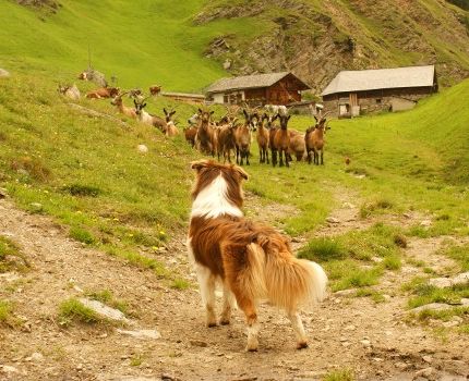 Nur was für echte Hunde (© Peter Kamp / pixelio.de)