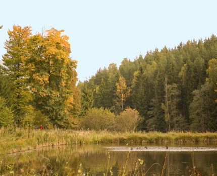 See im Wald (© Horst Schröder / pixelio.de)
