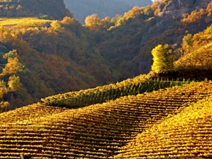 Umgebung von Meran in Südtirol (© PantherMedia / Günther Vigl) Umgebung von Meran in Südtirol (© PantherMedia / Günther Vigl)