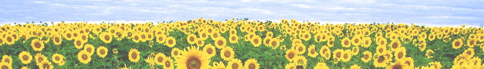 Das Sonnenblumenfeld bietet eine entspannte Aussicht. (pixabay.com)